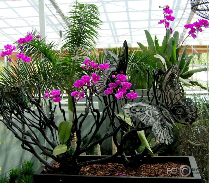 karaliskoo ziedu un floristikas izstāde (Floriade)