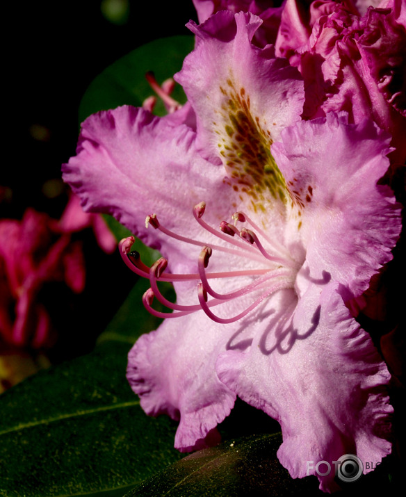 Cortachy rododendri
