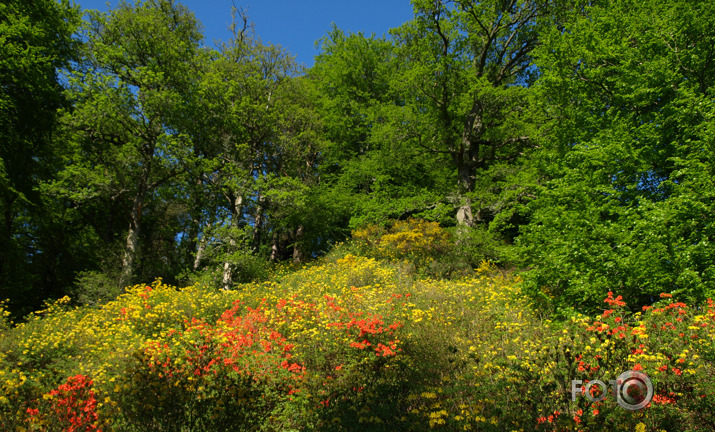 Cortachy rododendri