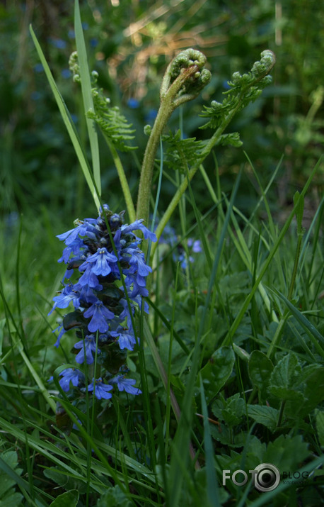 Cortachy rododendri