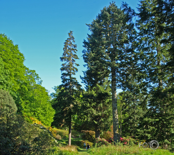 Cortachy rododendri