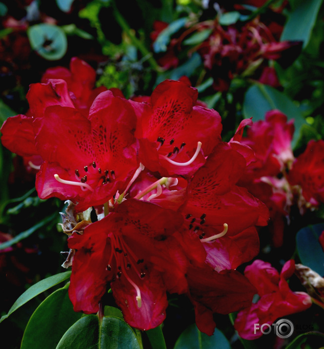 Cortachy rododendri