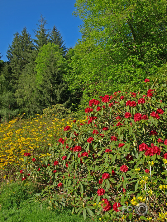 Cortachy rododendri