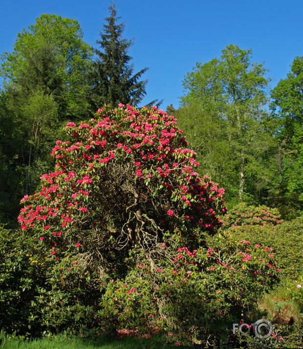 Cortachy rododendri