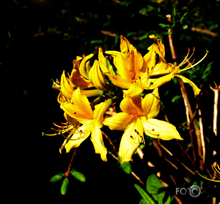 Cortachy rododendri