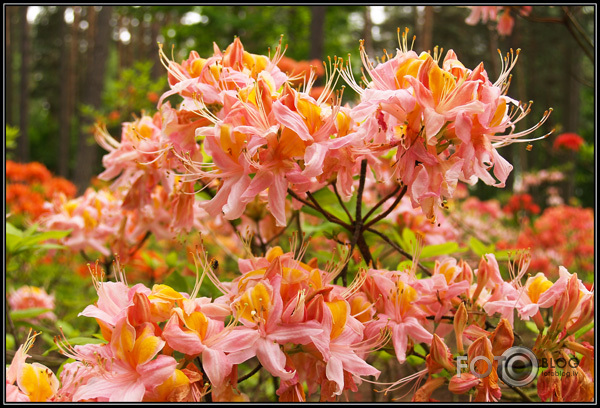 Rododendri