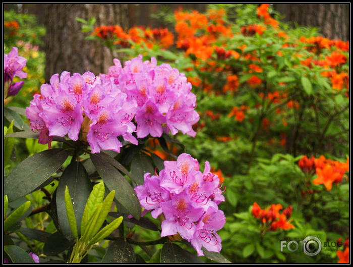 Rododendri