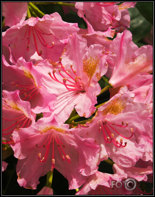 Rododendri