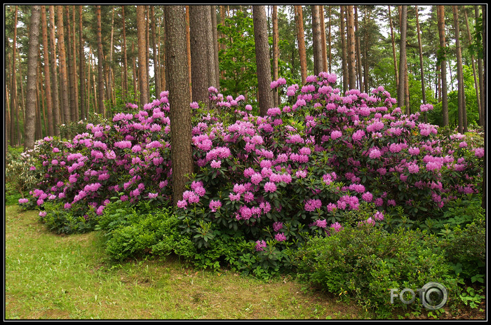 Rododendri