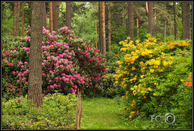 Rododendri