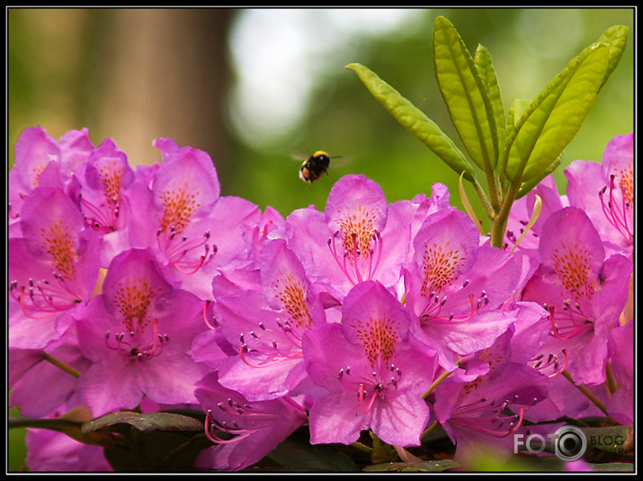 Rododendri