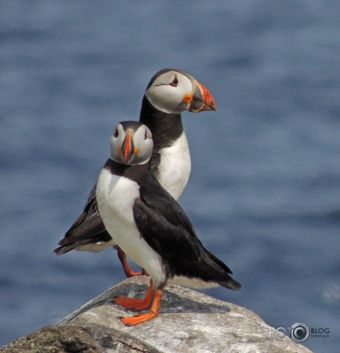 Isle of May  Puffins