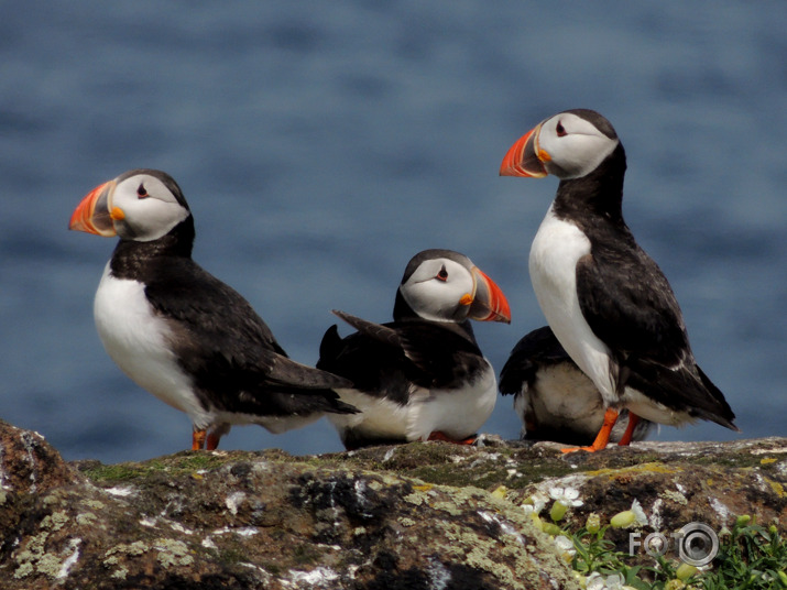 Isle of May  Puffins