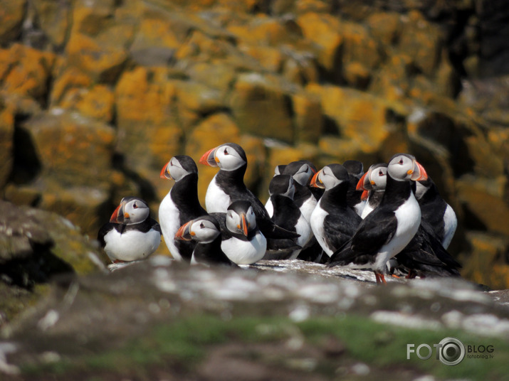 Isle of May  Puffins