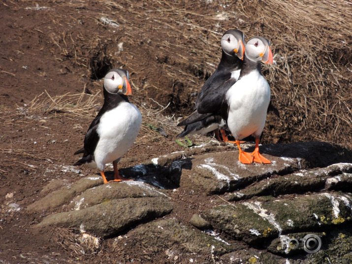 Isle of May  Puffins