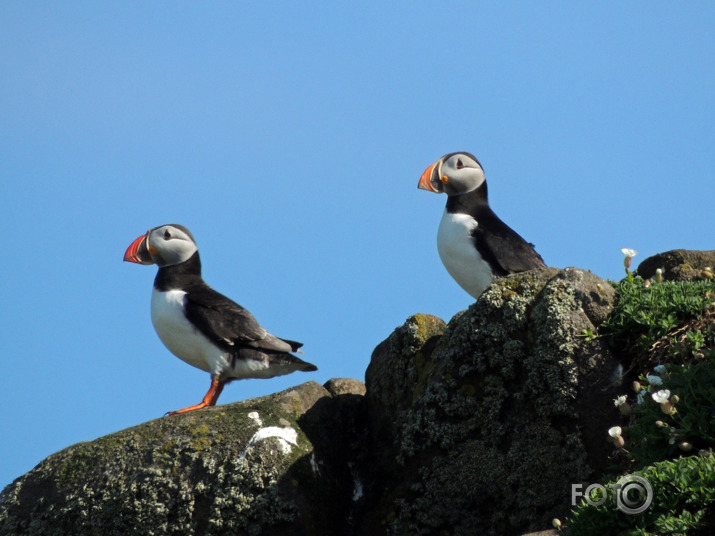 Isle of May  Puffins