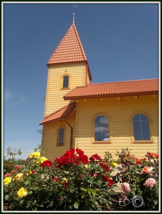 Zied rozes Latgalē