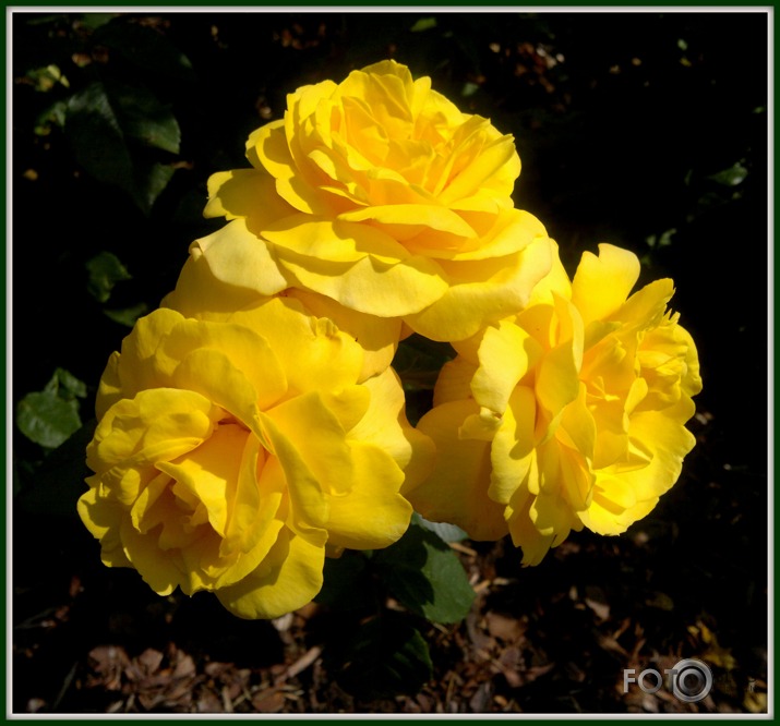 Zied rozes Latgalē