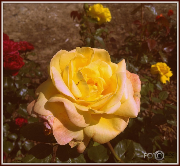 Zied rozes Latgalē