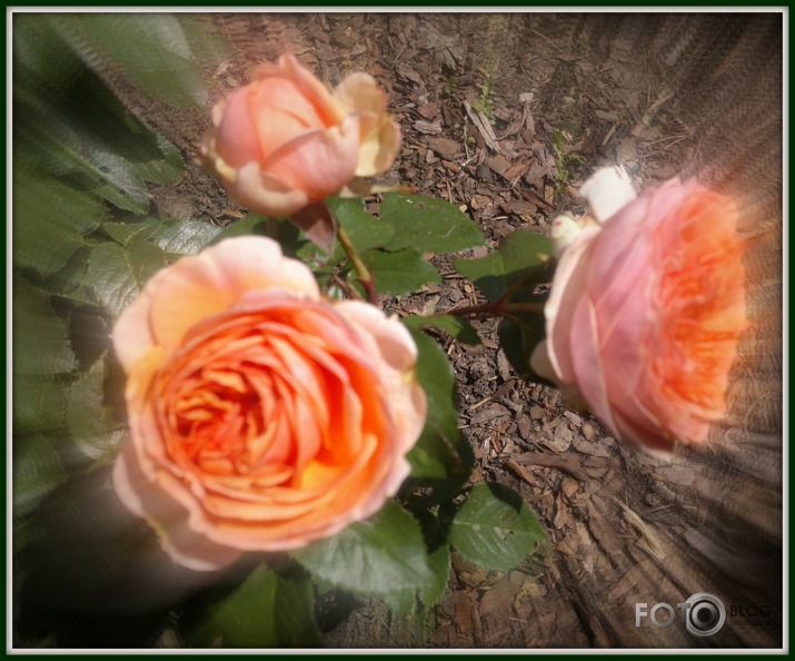 Zied rozes Latgalē