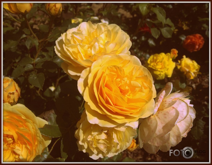 Zied rozes Latgalē