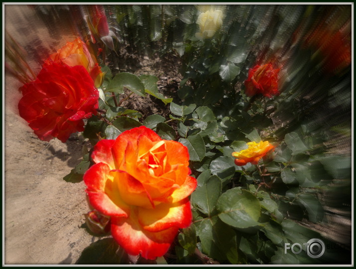 Zied rozes Latgalē