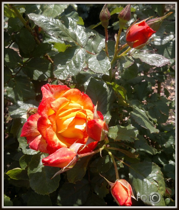 Zied rozes Latgalē