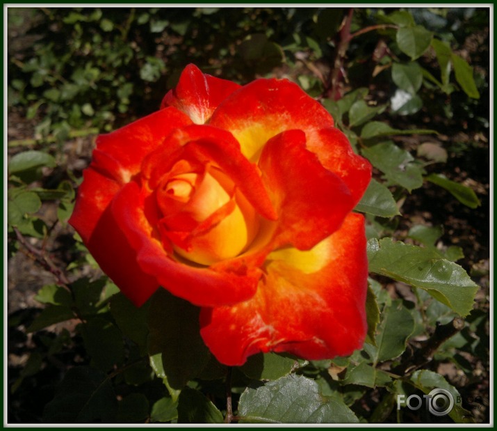 Zied rozes Latgalē