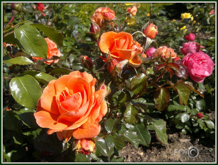 Zied rozes Latgalē