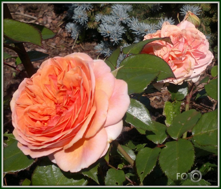 Zied rozes Latgalē