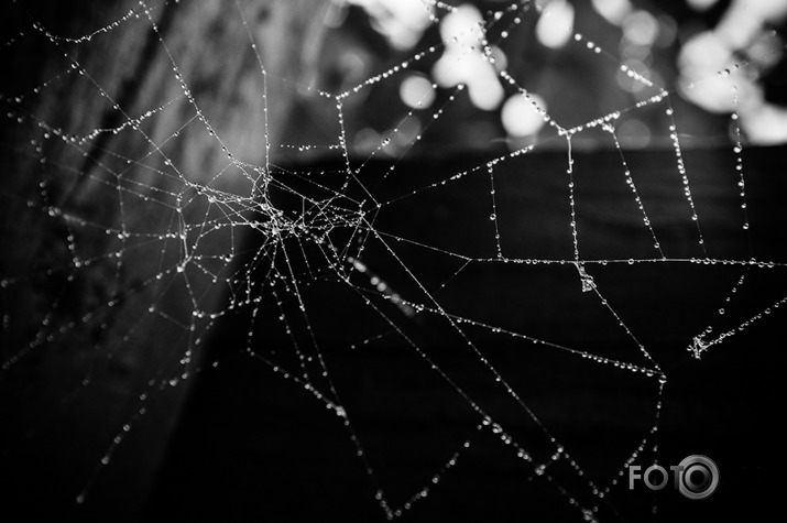 Web