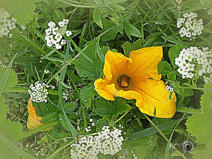 ķirbis puķu dārziņā....