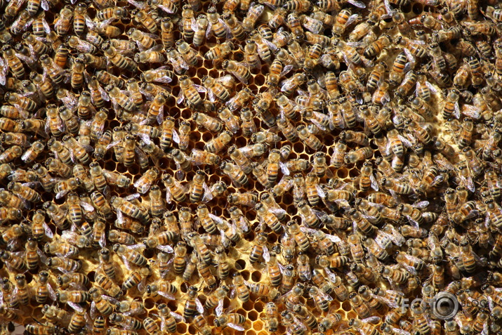 Bites