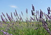 Lavanda