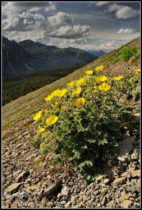 Cavell Meadows. Nogāzes iekarotāji