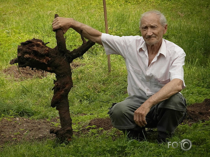 celmlauzis=latvietis