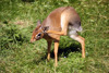 Mazais, jocīgais  Kirk's dik-dik