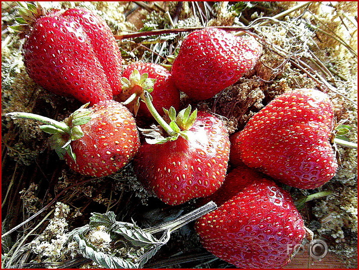 21.augusta sveiciens