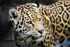 zoo