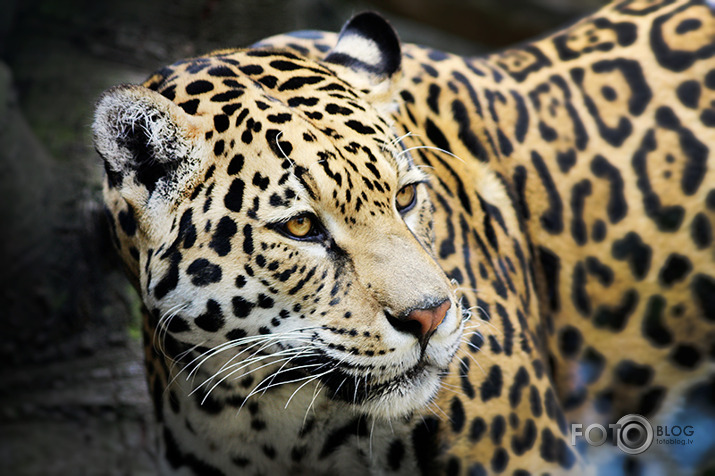 zoo