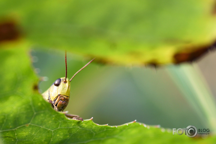 Pēc lietus