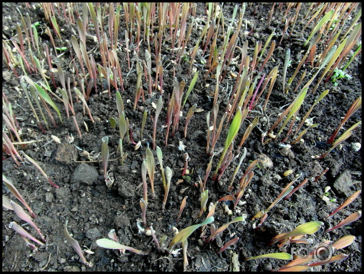 tā sākas rudzu maizīte