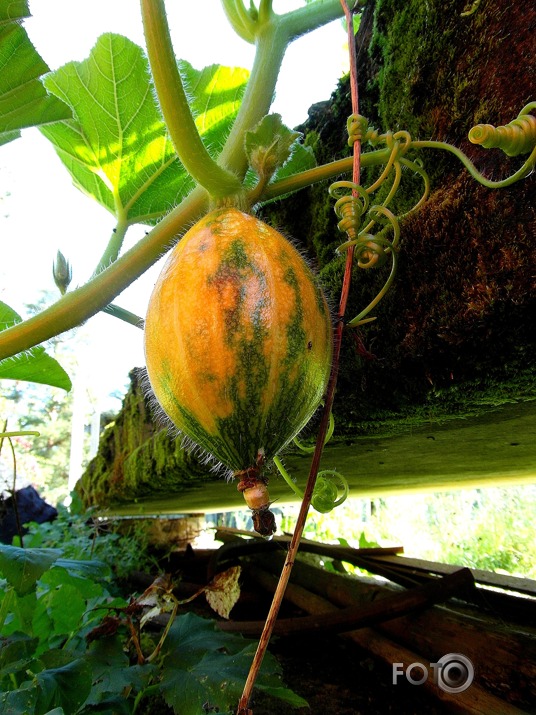 cerībā uz siltu rudeni