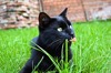Negribu fotogrāfēties