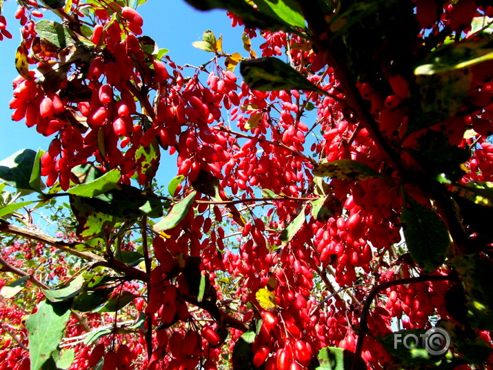 skaistums, kuru neēd pat putni 