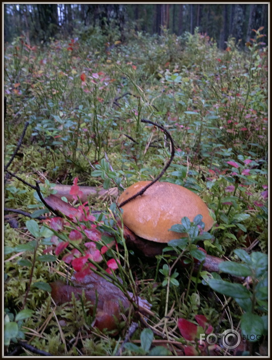 Sēņu kniebiens