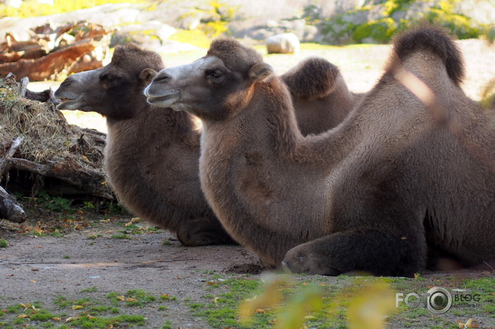 Helsinku Zoozvēreļi