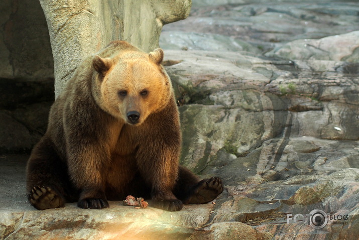 Helsinku Zoozvēreļi