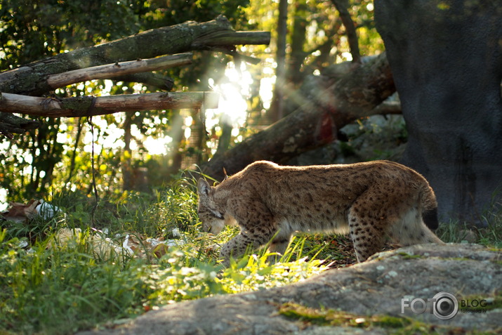 Helsinku Zoozvēreļi