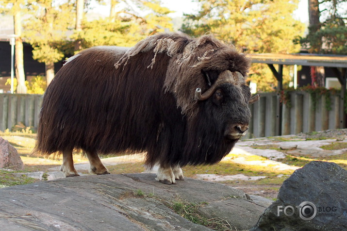 Helsinku Zoozvēreļi